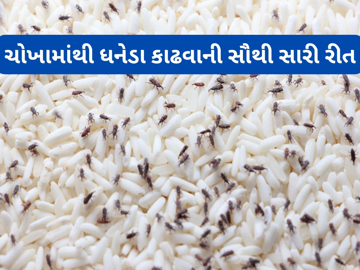 Rice Weevil: ચોખામાં ખાડો કરી વચ્ચે મુકી દો આ 2 વસ્તુ, 15 મિનિટમાં ધનેડાનો સફાયો થઈ જશે, વીણવાની મહેનત પણ નહીં કરવી પડે Rice Weevil: ચોખામાં ખાડો કરી વચ્ચે મુકી દો આ 2 વસ્તુ, 15 મિનિટમાં ધનેડાનો સફાયો થઈ જશે, વીણવાની મહેનત પણ નહીં કરવી પડે