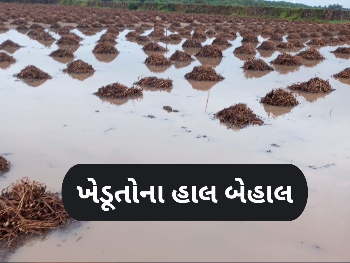 કમોસમી વરસાદને કારણે પાકને ભારે નુકસાન, મદદ માટે હાથ ફેલાવવા મજબૂર બન્યો જગતનો તાત કમોસમી વરસાદને કારણે પાકને ભારે નુકસાન, મદદ માટે હાથ ફેલાવવા મજબૂર બન્યો જગતનો તાત