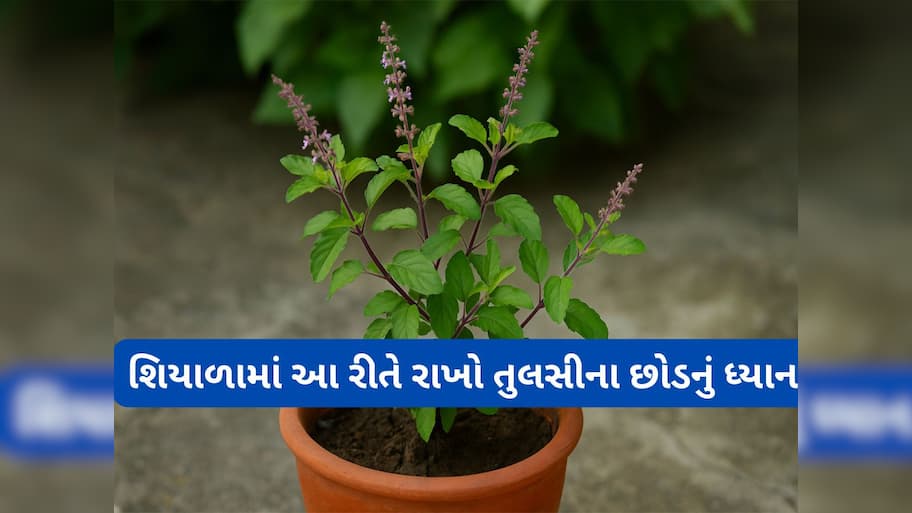 Tulsi Plant: શિયાળામાં આ 3 વાતનું રાખો ધ્યાન, કડકડતી ઠંડીમાં પણ તુલસીનો છોડ રહેશે લીલોછમ