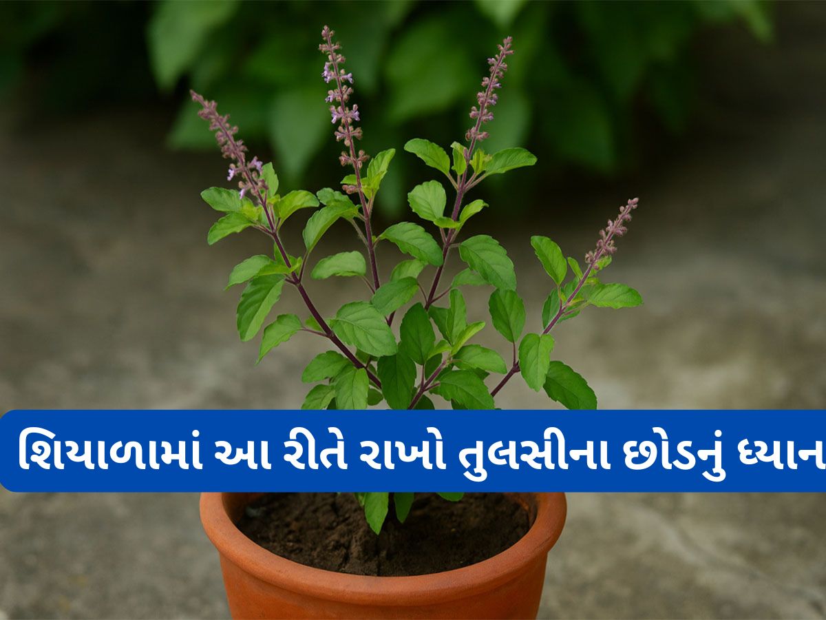 Tulsi Plant: શિયાળામાં આ 3 વાતનું રાખો ધ્યાન, કડકડતી ઠંડીમાં પણ તુલસીનો છોડ રહેશે લીલોછમ Tulsi Plant: શિયાળામાં આ 3 વાતનું રાખો ધ્યાન, કડકડતી ઠંડીમાં પણ તુલસીનો છોડ રહેશે લીલોછમ