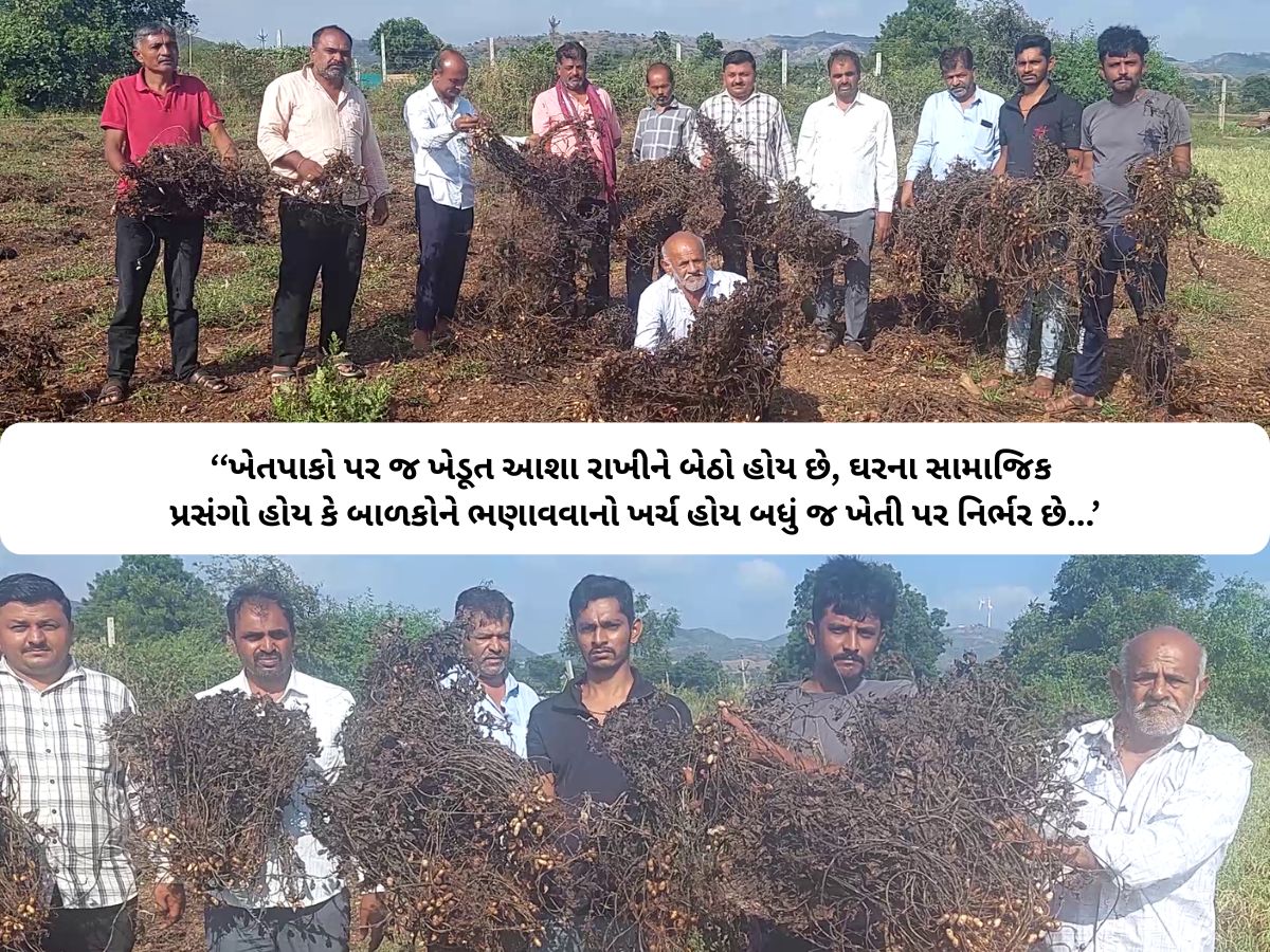 પલળી ગયેલો પાક બતાવીને ગુજરાતના ખેડૂતોએ કહ્યું, સરકાર મોટું મન રાખી ખેડૂતોને મદદ કરે પલળી ગયેલો પાક બતાવીને ગુજરાતના ખેડૂતોએ કહ્યું, સરકાર મોટું મન રાખી ખેડૂતોને મદદ કરે