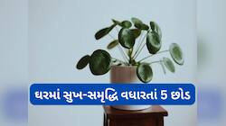 Lucky Plants: બેડલક અને ગરીબી દુર કરવા ઘરમાં વાવો આ 5 માંથી કોઈ 1 છોડ