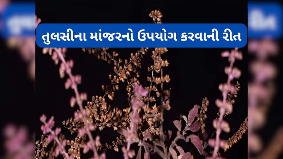 Tulsi Manjari: તુલસીના માંજરથી થતા લાભ વિશે જાણશો તો માંજર ફેંકવાને બદલે તેનો ઉપયોગ કરવા લાગશો