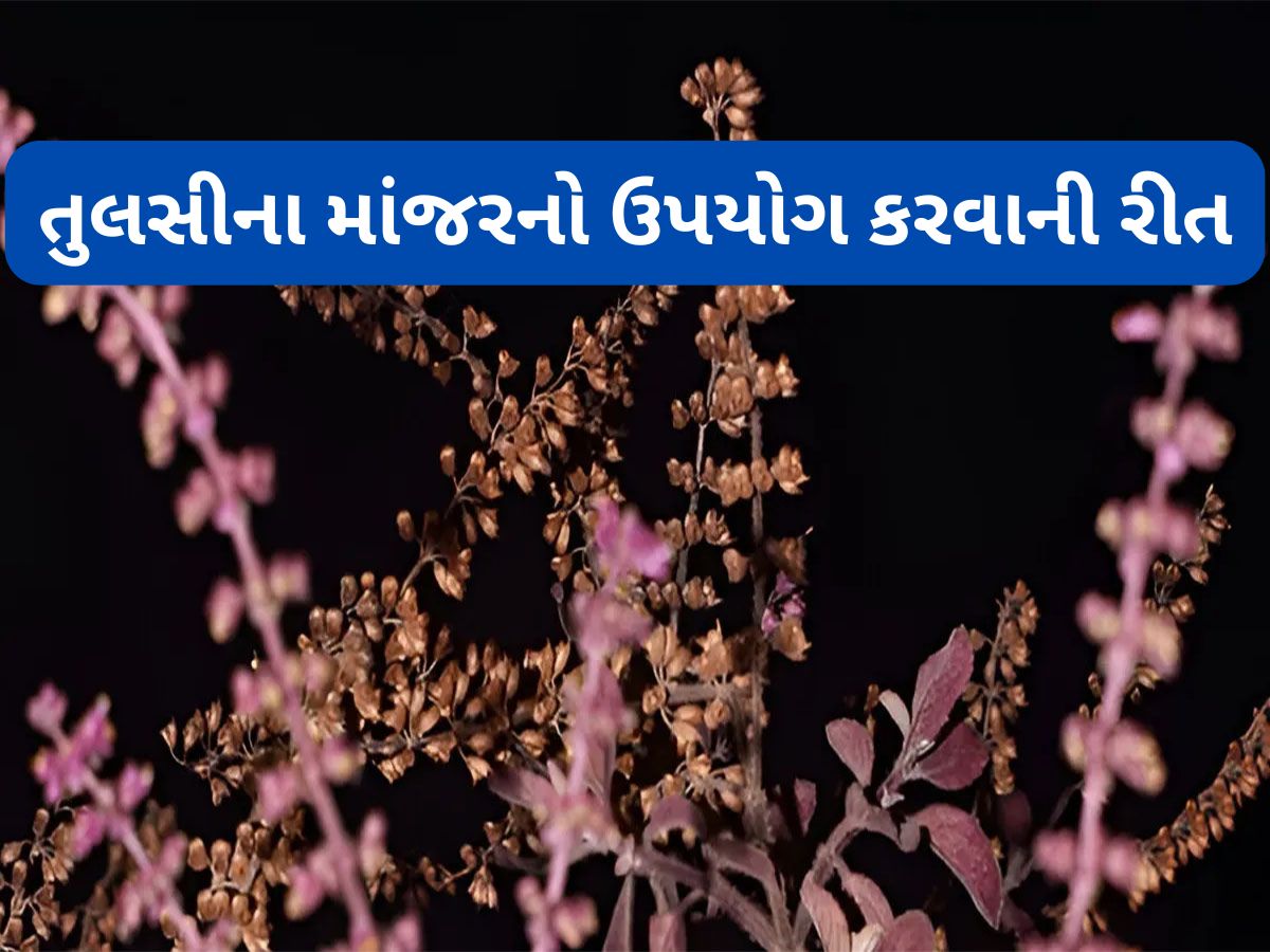 Tulsi Manjari: તુલસીના માંજરથી થતા લાભ વિશે જાણશો તો માંજર ફેંકવાને બદલે તેનો ઉપયોગ કરવા લાગશો Tulsi Manjari: તુલસીના માંજરથી થતા લાભ વિશે જાણશો તો માંજર ફેંકવાને બદલે તેનો ઉપયોગ કરવા લાગશો