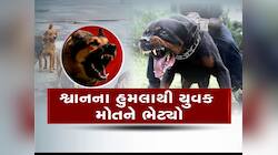 ગુજરાતમાં રખડતા શ્વાનોનો આતંક : સુરતમાં યુવક પર આખું ટોળું તૂટી પડ્યું, અમદાવાદમાં જ