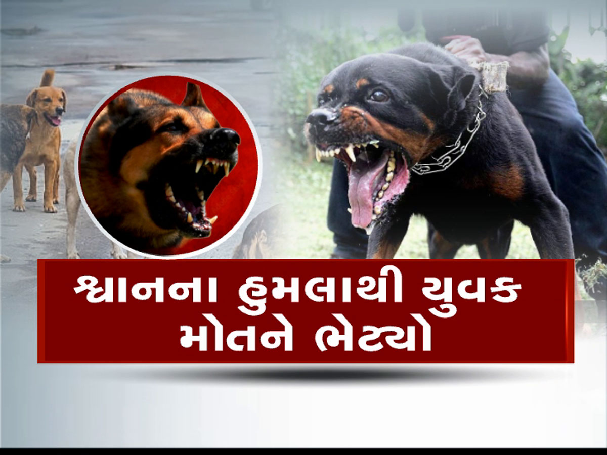ગુજરાતમાં રખડતા શ્વાનોનો આતંક : સુરતમાં યુવક પર આખું ટોળું તૂટી પડ્યું, અમદાવાદમાં જર્મન શેફર્ડનો બાળક પર હુમલો