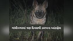આઘા રહેજો! ગાંધીનગરમાં છેલ્લા ત્રણ દિવસથી આ વિસ્તારમાં દેખાયું ઝરખ, સ્થાનિકોમાં ભય