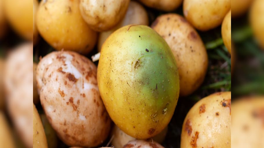 Green Potatoes: બટેટા પર દેખાતા હોય લીલા ડાઘ તો ખાવાનું ટાળજો, જાણો આવું બટેટું ખવાઈ જાય તો શું થાય ?