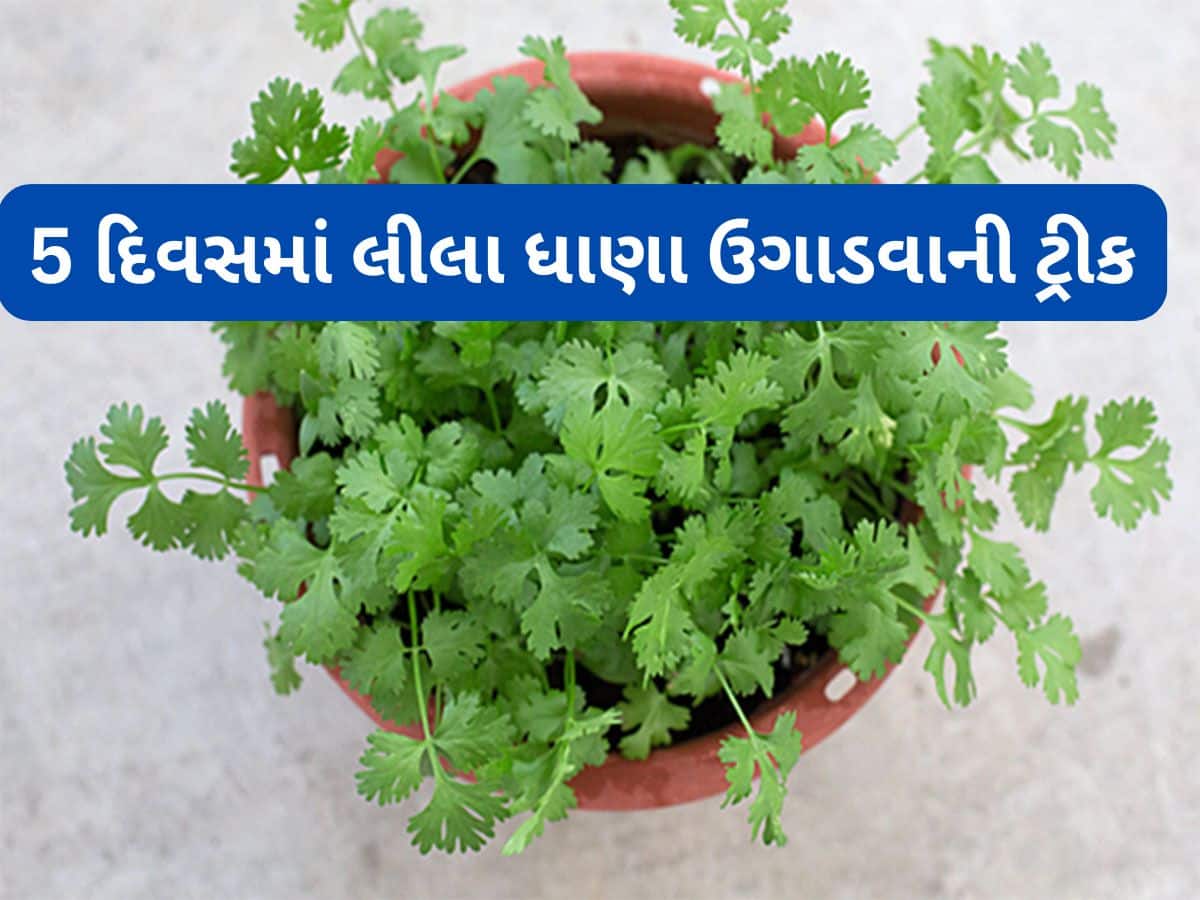 Gardening Tips: ઘરે લીલા ધાણા કોથમીર ઉગાડવાની જાદુઈ રીત, આ ટ્રીક અપનાવશો તો 5 દિવસમાં ઉગી જશે ધાણા