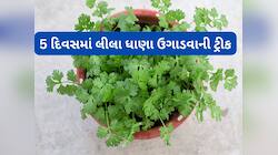 ઘરે લીલા ધાણા કોથમીર ઉગાડવાની જાદુઈ રીત, આ ટ્રીક અપનાવશો તો 5 દિવસમાં ઉગી જશે ધાણા