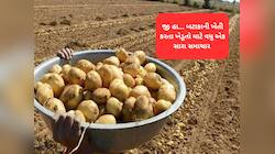 ગુજરાતમાં બટાકાની ખેતી કરતા ખેડૂતો માટે મોટી માહિતી : સરકાર આપશે બિયારણ 