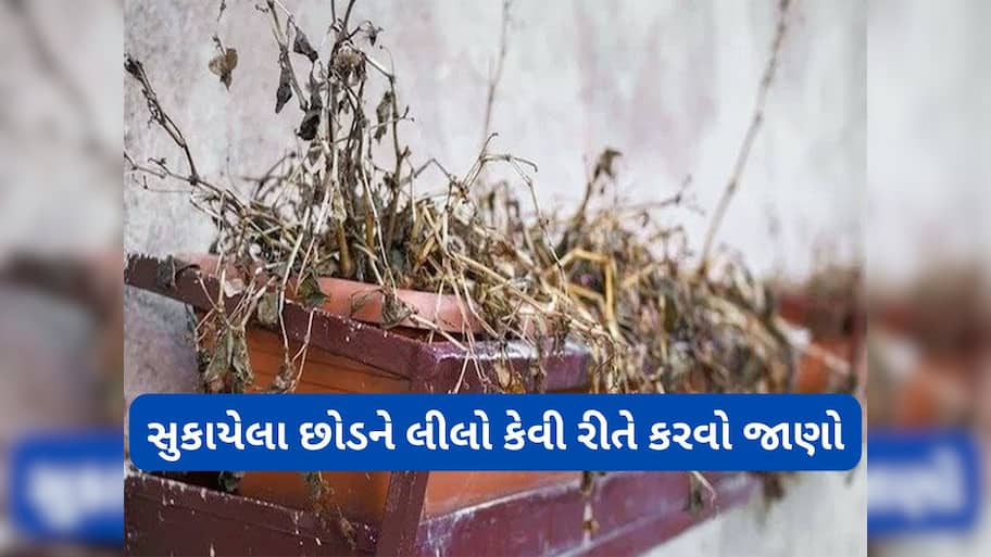 Gardening Tips: છોડ સુકાવા પાછળ શું હોય કારણ ? આ વસ્તુ માટીમાં ઉમેરો સુકાયેલો છોડ લીલો થઈ જશે