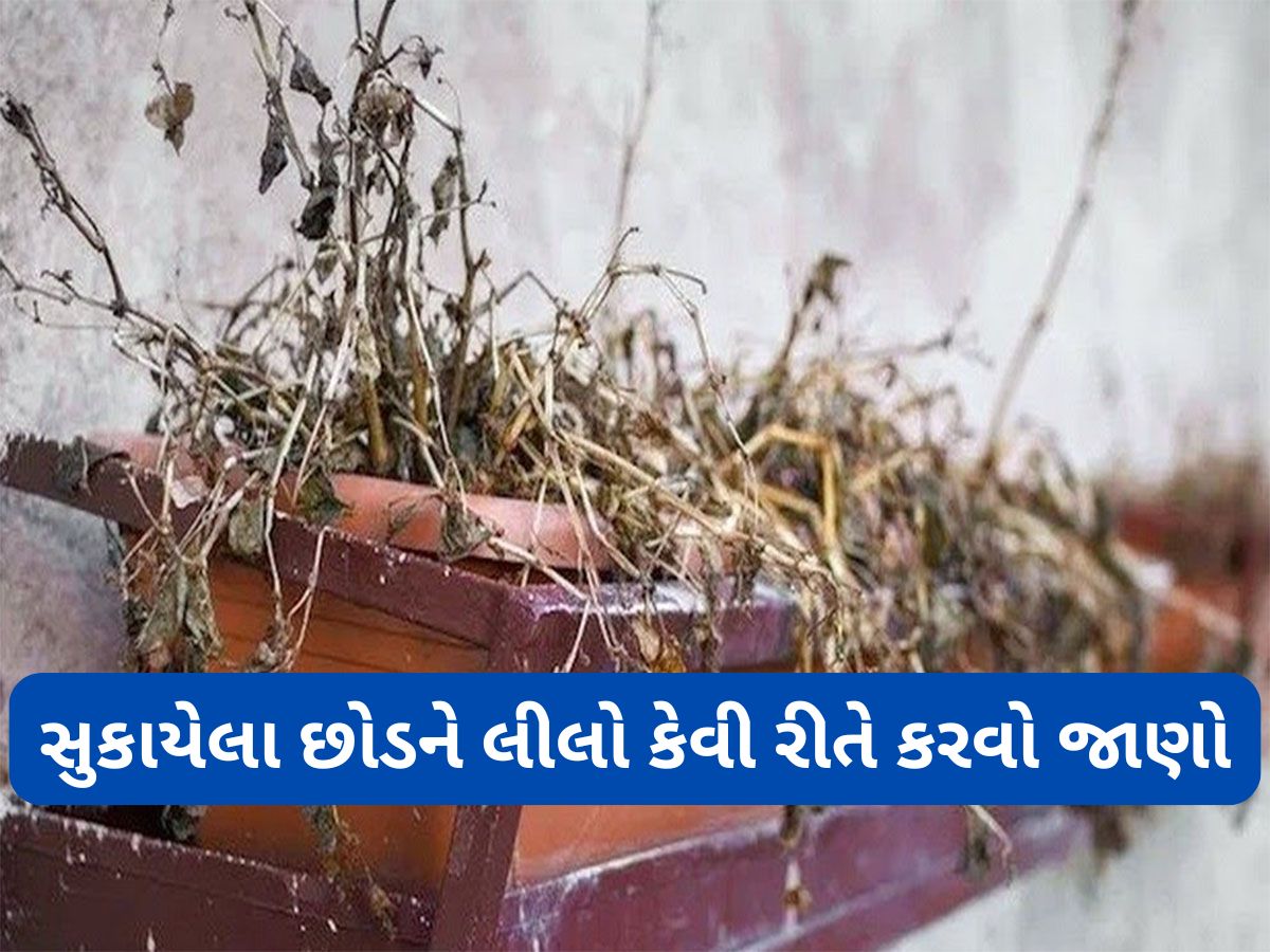 Gardening Tips: છોડ સુકાવા પાછળ શું હોય કારણ ? આ વસ્તુ માટીમાં ઉમેરો સુકાયેલો છોડ લીલો થઈ જશે Gardening Tips: છોડ સુકાવા પાછળ શું હોય કારણ ? આ વસ્તુ માટીમાં ઉમેરો સુકાયેલો છોડ લીલો થઈ જશે