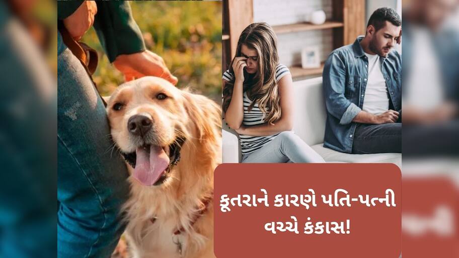  ડોગ લવર પત્નીની આદતોથી કંટાળી પતિએ ગુજરાત હાઈકોર્ટમાં છૂટાછેડા માટે કરી અરજી, કહ્યું- તેની હરકતો......