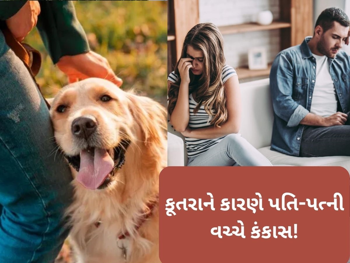ડોગ લવર પત્નીની આદતોથી કંટાળી પતિએ ગુજરાત હાઈકોર્ટમાં છૂટાછેડા માટે કરી અરજી, કહ્યું- તેની હરકતો...... ડોગ લવર પત્નીની આદતોથી કંટાળી પતિએ ગુજરાત હાઈકોર્ટમાં છૂટાછેડા માટે કરી અરજી, કહ્યું- તેની હરકતો......