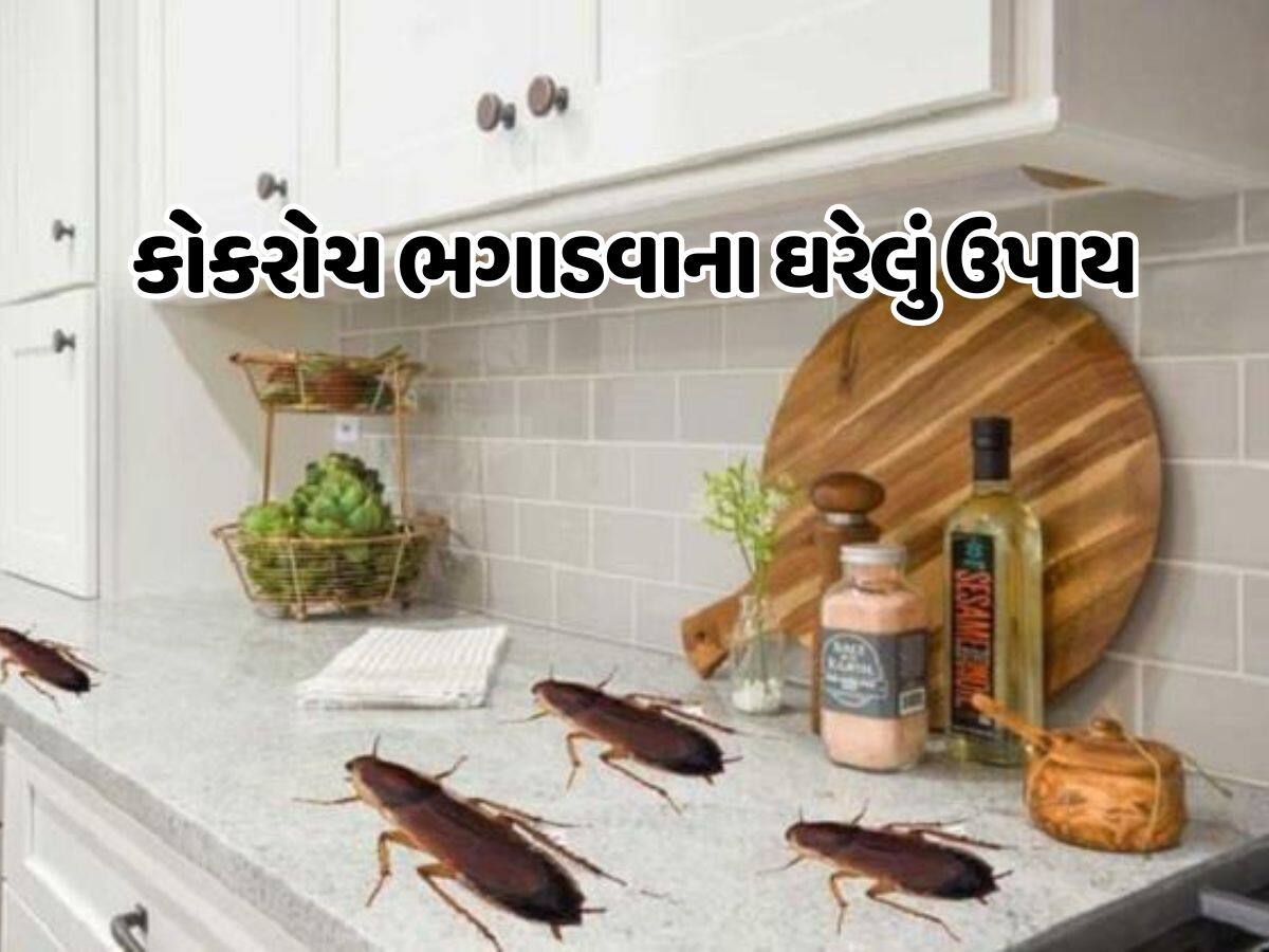 Cockroaches have created Dirt in the kitchen these home remedies will ...