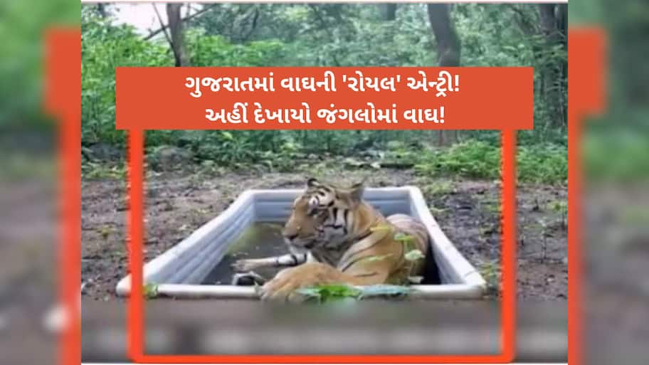 વાઘ આયો ભઈ વાઘ...ગુજરાતની ધરતી પર વાઘનું પુનઃઆગમન, મંત્રી પ્રવીણ માળીનો દાવો!