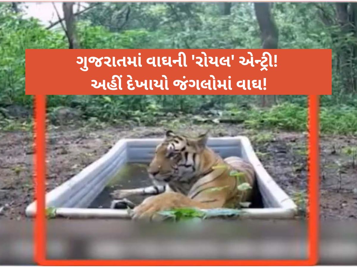 વાઘ આયો ભઈ વાઘ...ગુજરાતની ધરતી પર વાઘનું પુનઃઆગમન, મંત્રી પ્રવીણ માળીનો દાવો! વાઘ આયો ભઈ વાઘ...ગુજરાતની ધરતી પર વાઘનું પુનઃઆગમન, મંત્રી પ્રવીણ માળીનો દાવો!