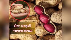 રોજ મગફળી ખાવાથી કઈ બીમારી દૂર થાય? આ 3 વિટામીનનો તો ખજાનો છે