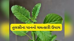 તુલસીનું પાન હોય છે ચમત્કારી, આ રીતે ઘરમાં ઉપાય કરવાથી વધારી શકે છે ધન-સંપત્તિ