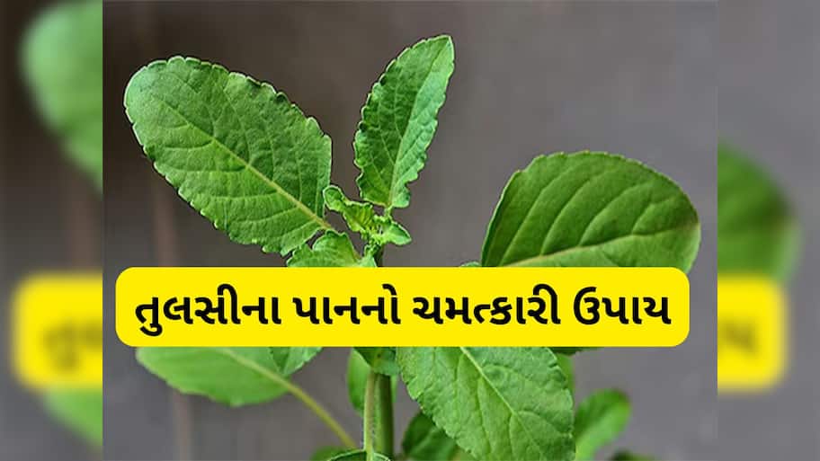 Tulsi Upay: તુલસીનું પાન પણ હોય છે ચમત્કારી, આ રીતે ઘરમાં ઉપાય કરવાથી વધારી શકે છે ધન-સંપત્તિ
