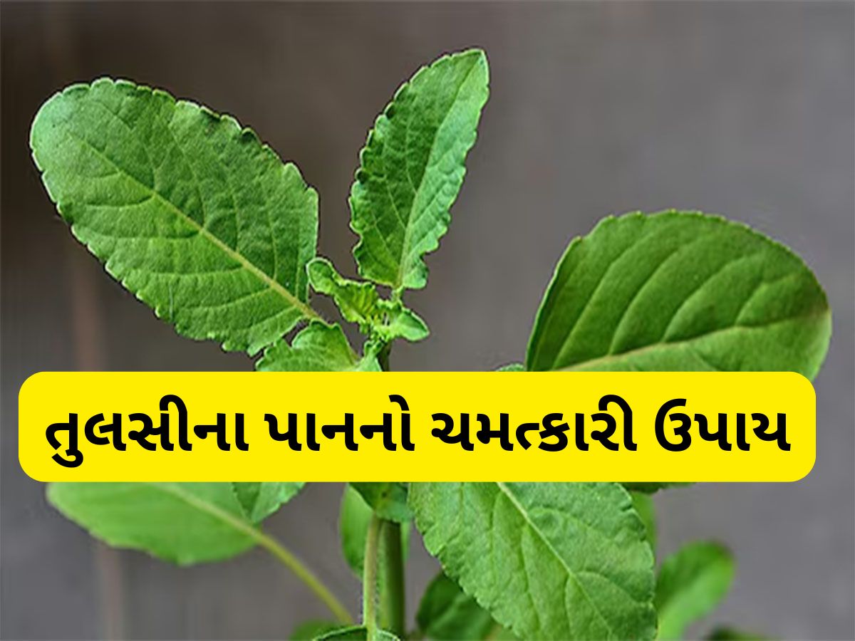 Tulsi Upay: તુલસીનું પાન પણ હોય છે ચમત્કારી, આ રીતે ઘરમાં ઉપાય કરવાથી વધારી શકે છે ધન-સંપત્તિ Tulsi Upay: તુલસીનું પાન પણ હોય છે ચમત્કારી, આ રીતે ઘરમાં ઉપાય કરવાથી વધારી શકે છે ધન-સંપત્તિ