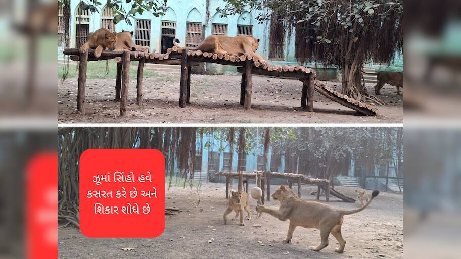 જુનાગઢના ઝુમાં સિંહો માટે નવો પ્રોગ્રામ લોન્ચ: પાંજરામાં રહીને પણ જંગલ જેવો શિકારી બનશે  