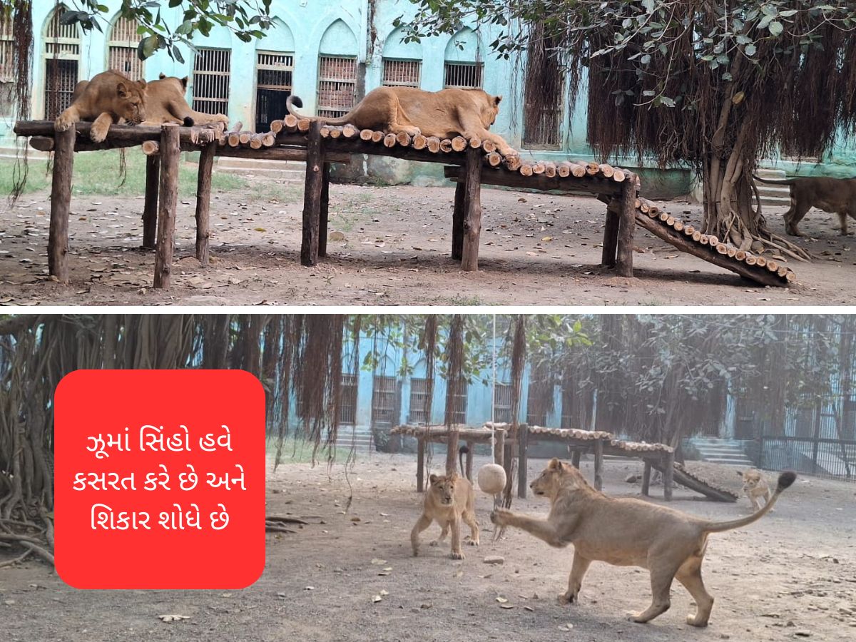 જુનાગઢના ઝુમાં સિંહો માટે નવો પ્રોગ્રામ લોન્ચ: પાંજરામાં રહીને પણ જંગલ જેવો શિકારી બનશે જુનાગઢના ઝુમાં સિંહો માટે નવો પ્રોગ્રામ લોન્ચ: પાંજરામાં રહીને પણ જંગલ જેવો શિકારી બનશે
