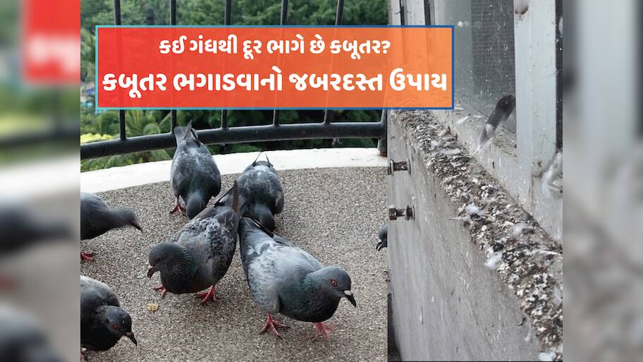 કબૂતર અને તેની ગંદકીથી હેરાન પરેશાન થઈ ગયા છો? જાણો ભગાડવાનો રામબાણ ઉપાય