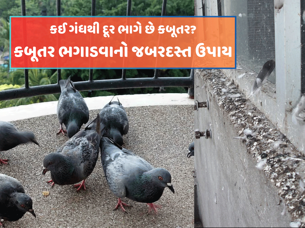 કબૂતર અને તેની ગંદકીથી હેરાન પરેશાન થઈ ગયા છો? જાણો ભગાડવાનો રામબાણ ઉપાય કબૂતર અને તેની ગંદકીથી હેરાન પરેશાન થઈ ગયા છો? જાણો ભગાડવાનો રામબાણ ઉપાય