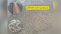 એકલાના કચ્છ રણમાં ફરીને પાછા ન આવતા, ફ્લેમીંગોથી ભરેલી આ દુનિયામાં પણ નજર કરતા આવજો