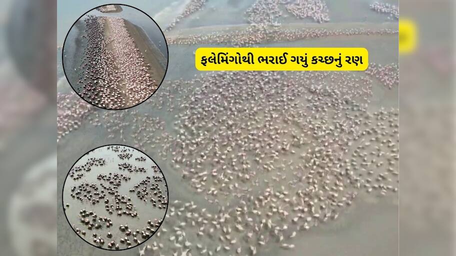 એકલાના કચ્છના રણમાં ફરીને પાછા ન આવતા, ફ્લેમીંગોથી ભરેલી આ દુનિયામાં પણ નજર કરતા આવજો!  