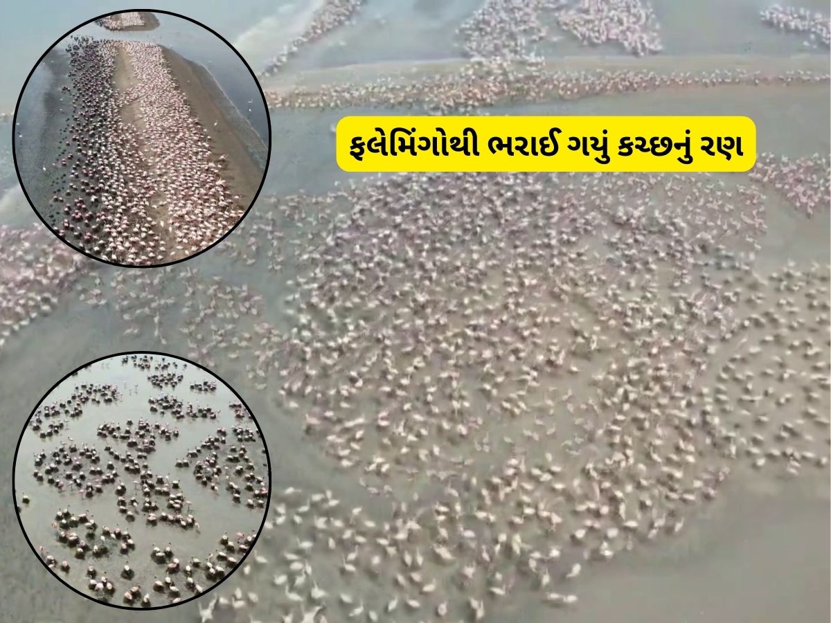 એકલાના કચ્છના રણમાં ફરીને પાછા ન આવતા, ફ્લેમીંગોથી ભરેલી આ દુનિયામાં પણ નજર કરતા આવજો! એકલાના કચ્છના રણમાં ફરીને પાછા ન આવતા, ફ્લેમીંગોથી ભરેલી આ દુનિયામાં પણ નજર કરતા આવજો!