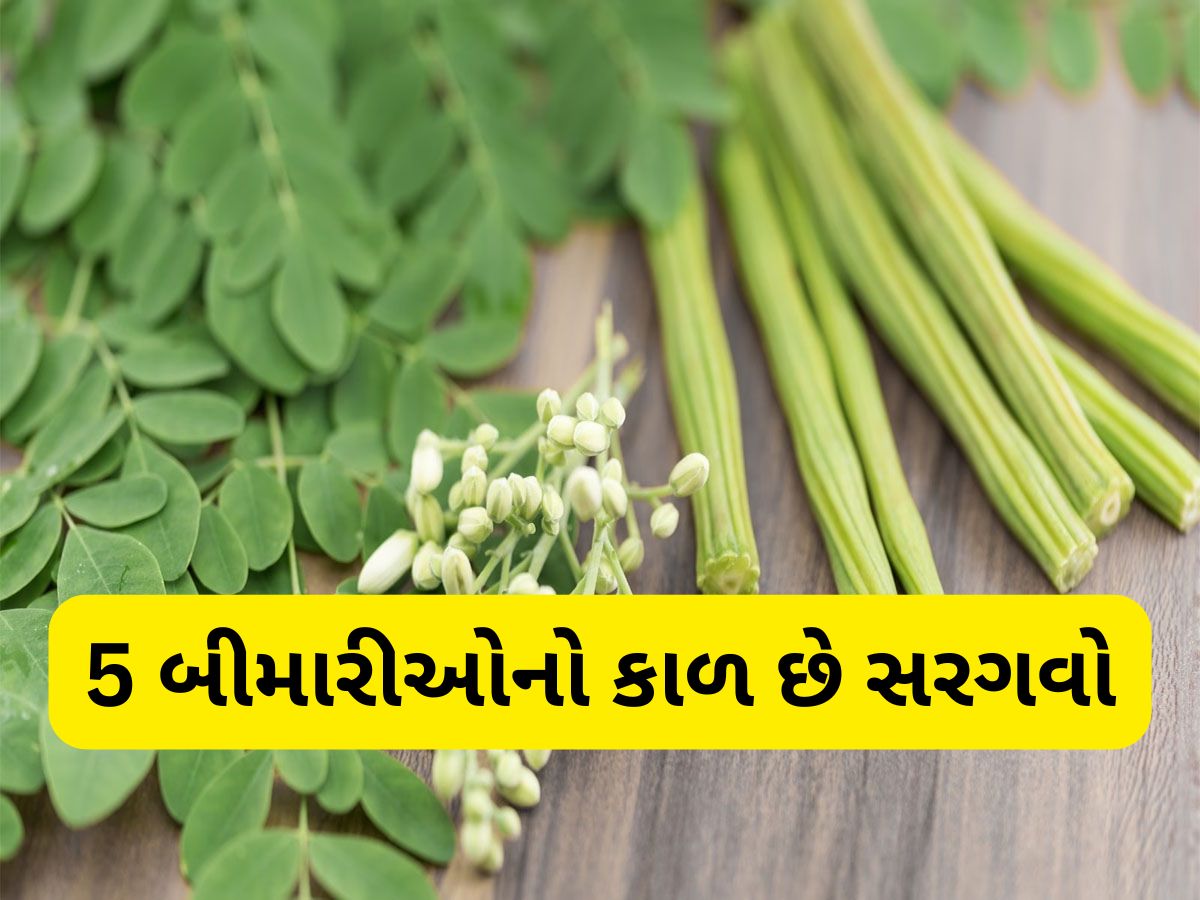 Moringa Benefits: 5 બીમારીઓનો કાળ છે સરગવાની શીંગ અને પાન, વર્ષો જુની તકલીફોથી પણ મુક્તિ મળી શકે Moringa Benefits: 5 બીમારીઓનો કાળ છે સરગવાની શીંગ અને પાન, વર્ષો જુની તકલીફોથી પણ મુક્તિ મળી શકે