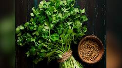 Coriander: કોથમીરથી થતા એવા ફાયદા જેના વિશે જાણ્યા પછી તમે પણ ખાધા વિના નહીં રહો