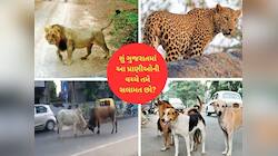 ગુજરાતમાં ‘જંગલ રાજ’ : સિંહ-દીપડા-આખલા-કૂતરાઓના હુમલા વધ્યા, ગુજરાતીઓનો જીવ ભયમાં