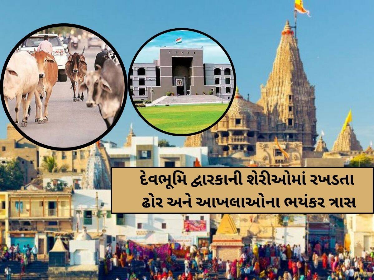 દેવભૂમિ દ્વારકામાં 2000 રખડતા ઢોરનો ત્રાસ: હાઈકોર્ટે ન.પા. ચીફ ઓફિસરનો ઉધડો લીધો, માંગ્યો જવાબ