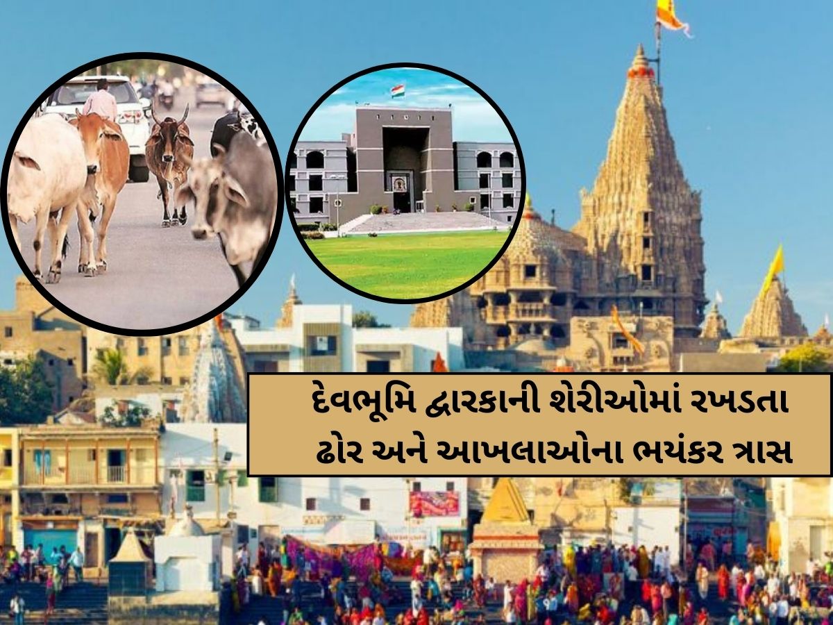 દેવભૂમિ દ્વારકામાં 2000 રખડતા ઢોરનો ત્રાસ: હાઈકોર્ટે ન.પા. ચીફ ઓફિસરનો ઉધડો લીધો, માંગ્યો જવાબ