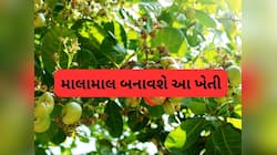 તમારા ખેતરમાં 'સફેદ સોનું' ઉગાડો, આખુ વર્ષ રહે છે જોરદાર માંગ, થશે લાખોની આવક