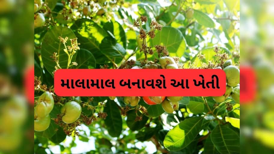  તમારા ખેતરમાં 'સફેદ સોનું' ઉગાડો, આખુ વર્ષ રહે છે જોરદાર માંગ, થશે લાખો રૂપિયાની કમાણી
