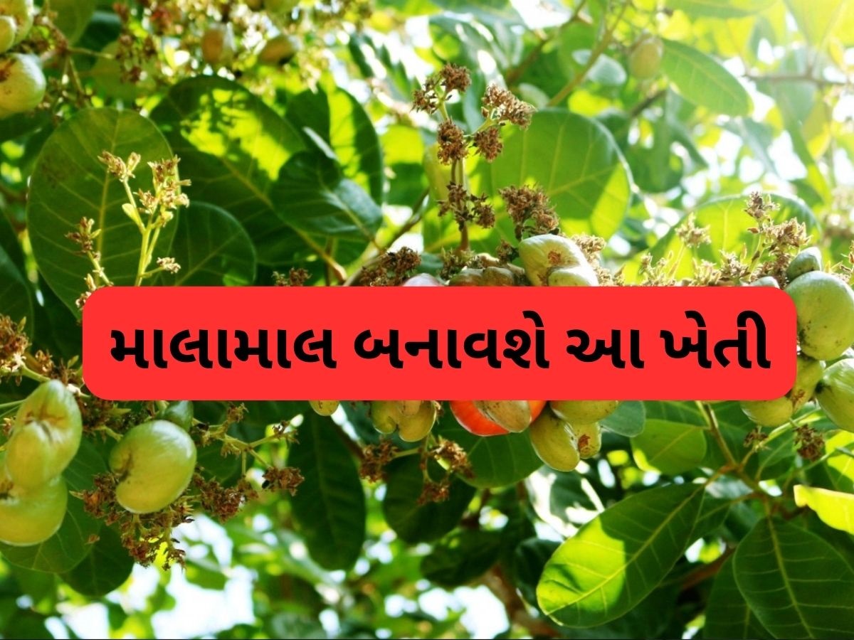 તમારા ખેતરમાં 'સફેદ સોનું' ઉગાડો, આખુ વર્ષ રહે છે જોરદાર માંગ, થશે લાખો રૂપિયાની કમાણી તમારા ખેતરમાં 'સફેદ સોનું' ઉગાડો, આખુ વર્ષ રહે છે જોરદાર માંગ, થશે લાખો રૂપિયાની કમાણી