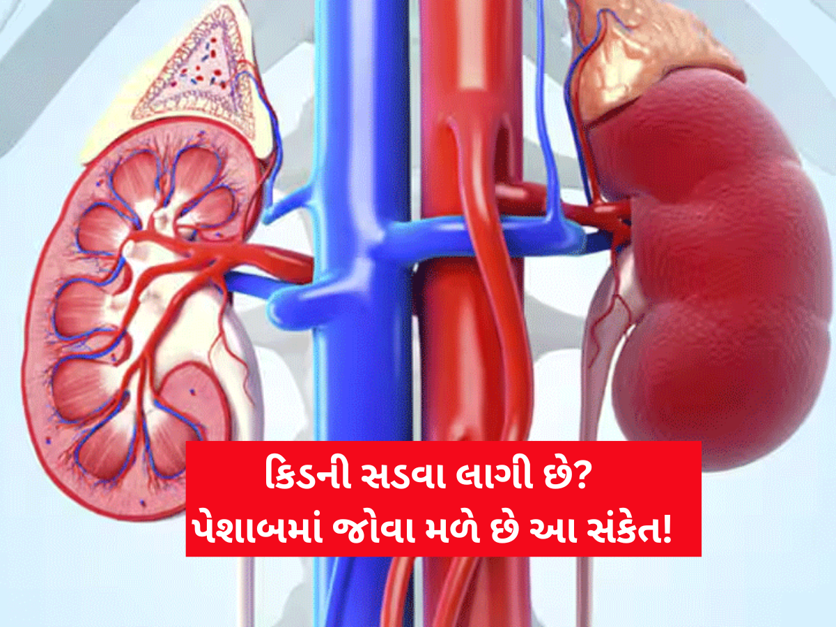 Kidney Damage: કિડની સડવા લાગે ત્યારે પેશાબમાં જોવા મળે છે આ 3 સંકેત! બિલકુલ અવગણતા નહીં Kidney Damage: કિડની સડવા લાગે ત્યારે પેશાબમાં જોવા મળે છે આ 3 સંકેત! બિલકુલ અવગણતા નહીં