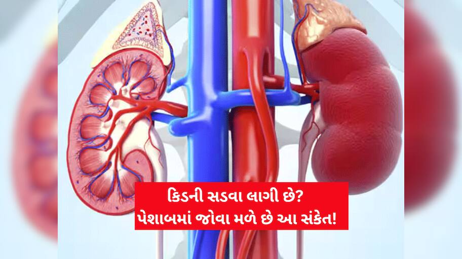 Kidney Damage: કિડની સડવા લાગે ત્યારે પેશાબમાં જોવા મળે છે આ 3 સંકેત! બિલકુલ અવગણતા નહીં