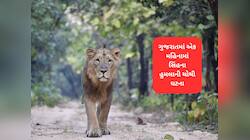 ગીરના સિંહો અચાનક કેમ હિંસક બન્યા? અમરેલીમાં ખેતમજૂર પર સિંહનો હુમલો, ખતરો મંડરાયો