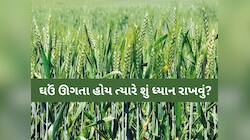 વાવણી બાદ ઘઉંમાં વિવિધ જીવાત અટકાવવા શું કરવું જોઈએ? સરકારની માર્ગદર્શિકા જાહેર