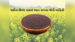 ગુજરાતમાં રાઈની ખેતી કરતા ખેડૂતો માટે માર્ગદર્શિકા જાહેર, બહુ કામની છે આ સલાહ  