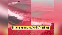 Viral Video: રાતોરાત ખૂની લાલ થઈ ગયો દરિયા કિનારો, જાણો એવું તો શું થયું? 