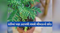  લીમડાના પાનનો ગ્રોથ અટકી જાય તો માટીમાં મિક્સ કરો વાસી દહીં, ઠંડીમાં પણ ઝડપથી વધશે