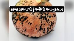 આવી ડુંગળી કાચી ખાશો તો પડશો માંદા, ડુંગળી સમારતી વખતે આ વાતોનું રાખવું ધ્યાન