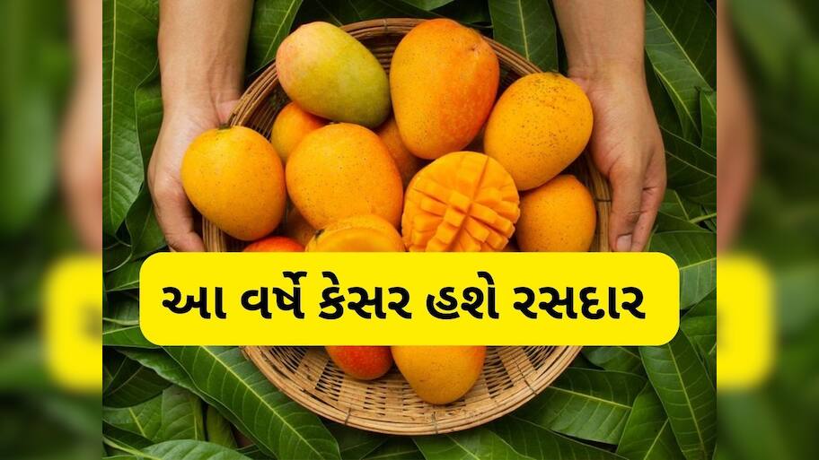  કેસર કેરી પર આ વર્ષે કુદરત મહેરબાન, અનુકૂળ વાતાવરણને કારણે થશે પુષ્કળ ઉત્પાદન